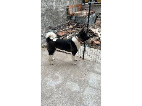 10 aylık ful aşılı amerikan akita
