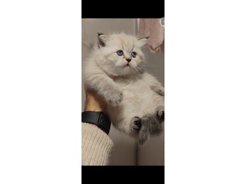 British longhair kedisi