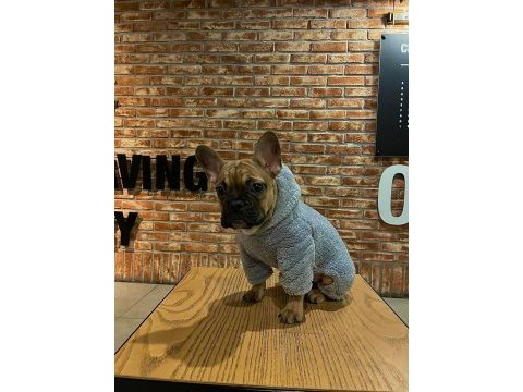 8 aylık dişi french bulldog