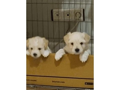 2 aylık safkan maltese terrier