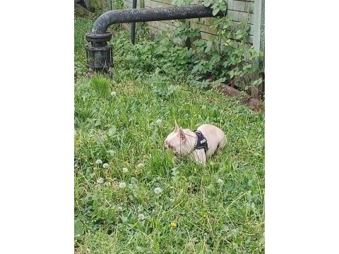 Beyaz kelebek french bulldog