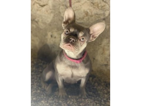 İsabella tan french bulldog