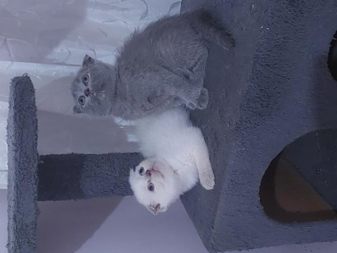 Son 2 adet dişi scottish fold topkafa yavrular