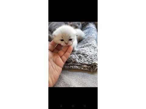 Son iki erkek yavru scottish fold