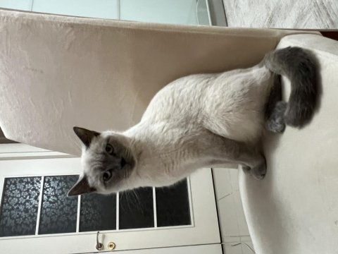 Çok sevecen kediler aile sahiplendirilecektir