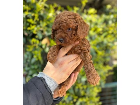 En koyusundan en orjinalinden toy poodle bebişler