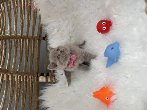 British shorthair lilak