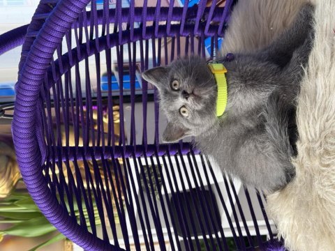 Safkan british shorthair yavrular