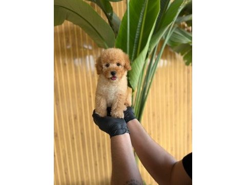 Toy poodle bebekler referans yavru