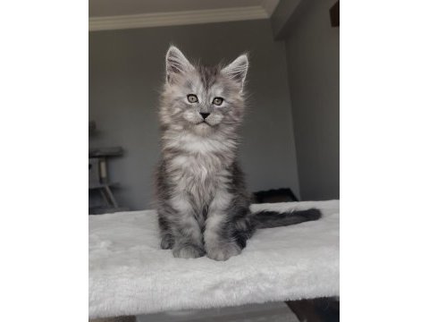 Blacksmoke maine coon yavruları granddesign cattery