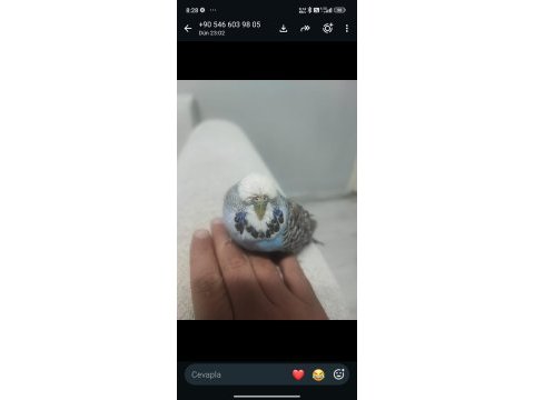 Ele alışkın şov muhabbet kuşu