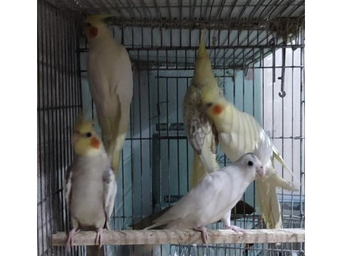Teslime hazır sultan papağanları yetişen alır