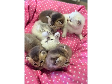 Ankara rezerve açık british shorthair yavrularımız