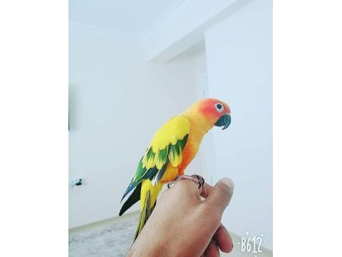 Güneş konur eğitime açık
