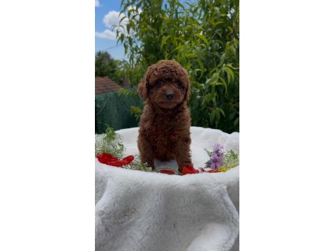 Kore kanı show kalite poodle yavrular