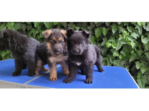 Showlıne full black & black tan alman kurdu bebeklerım