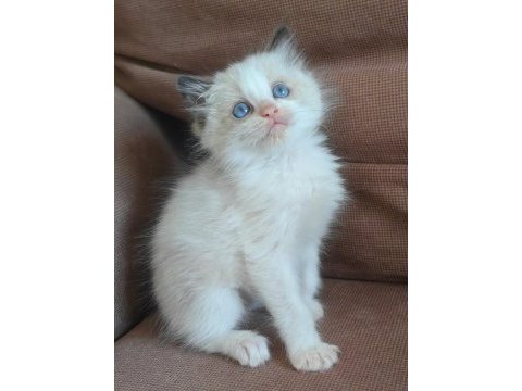 Secereli ragdoll kedisi yavrular