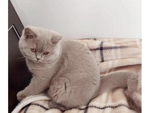 British shorthair fawn