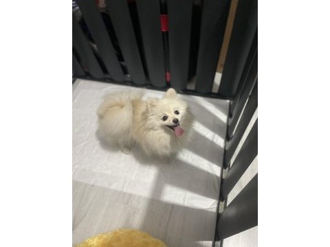 Ful eğitimli güzel pomeranian kızımız yeni yuvasını arıyor