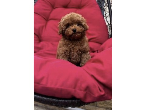 Toy poodle yavru köpekler