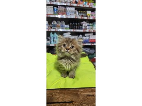 Cinnemon bi color scottish fold british shorthair yavruları