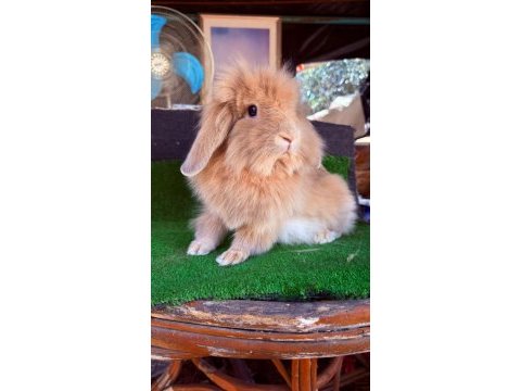 7 aylık hollanda teddy ginepig