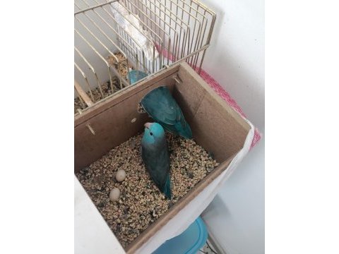 Yeni yeme düşmüş bakımlı sağlıklı sevda ev yavrular