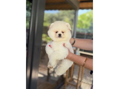 Üst düzey show kalite pomeranian boo