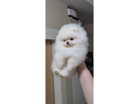Üst kalite kar beyaz teacup pomeranian boo dişi