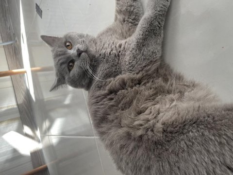 Erkek kısır kedim