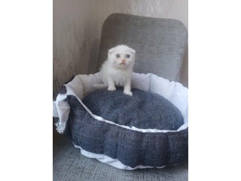 Kar beyaz ve lilac scottish fold yavrular