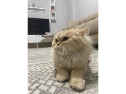 Uysal iran kedisi