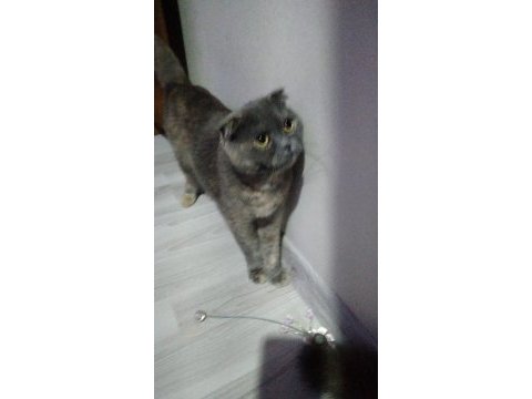 4 aylık scottish fold 2 yavru