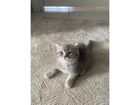 2 aylık safkan british shorthair