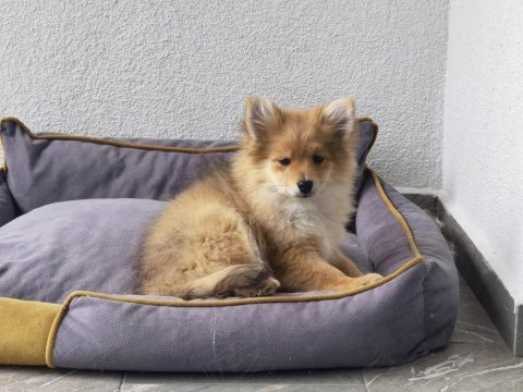 6 aylık pomeranian yavrusu