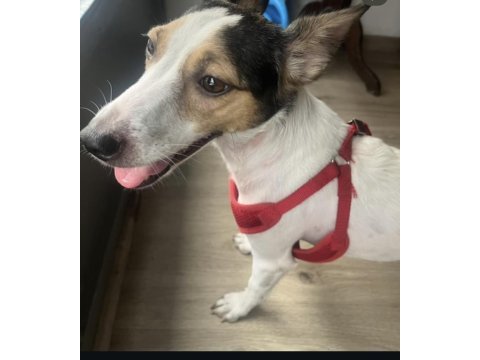 Jack russell kızımız yuva arıyor