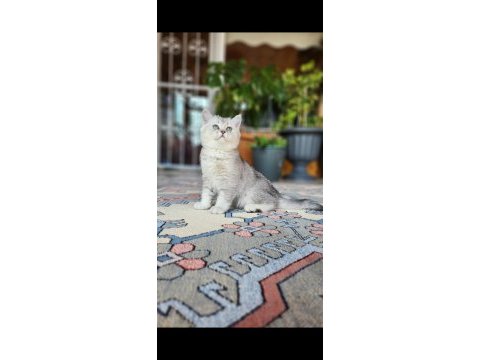 Acill oyuncu safkan british shorthair yavrumuz