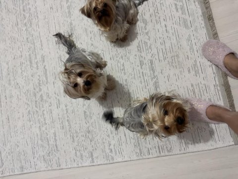 3 kız kardeş aşıları tuvalet eğitimi tam yorkshire terrier