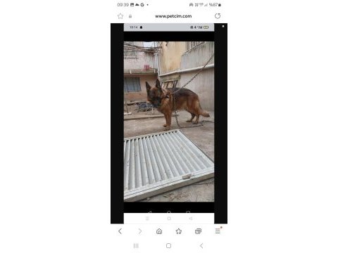 Uygun fiyatlı alman kurdu yavrusu