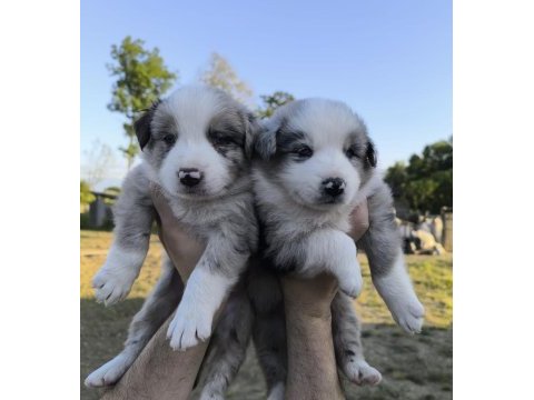 Çok özel mavi gözlü merle border collie yavrular