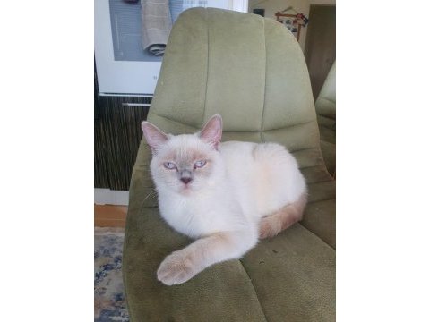 British shorthair kızımıza yeni yuva