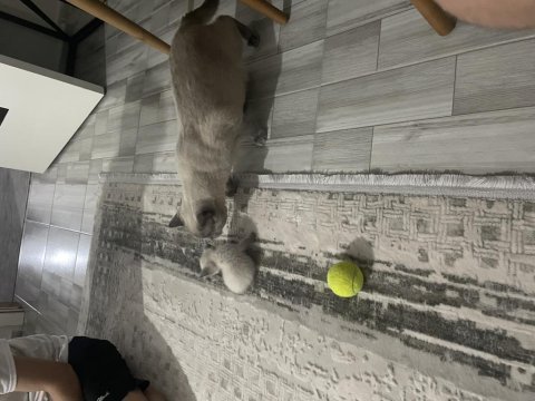 2 aylık yavru blue point dişi british shorthair