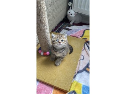 British shorthair evlatlar rezerveye açık