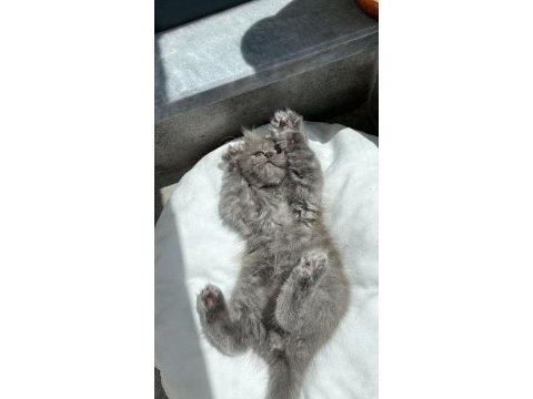 Erkek british longhair yavru