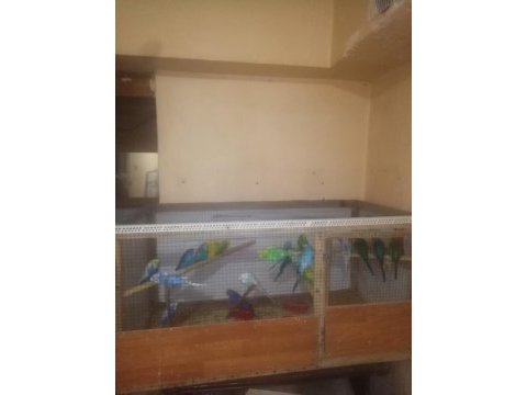 Damızlık muhabbet kuşu takımlar