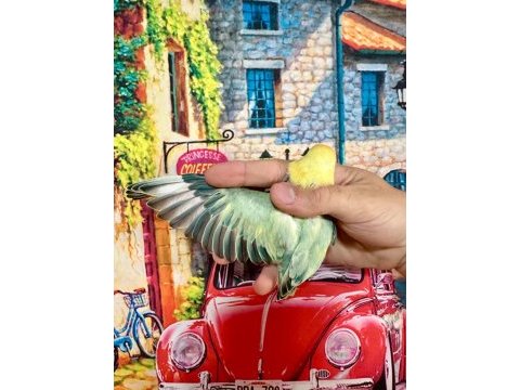 Cennet papağanı yavru (üst mutasyon)