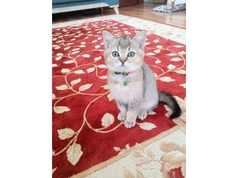 Kedi ilanı british longhair