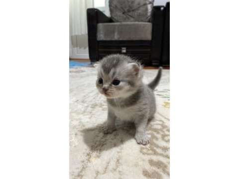 Kedilerime yuva arıyorum ciddi alıcılar yazsın