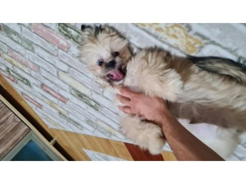 11 aylık shih tzu