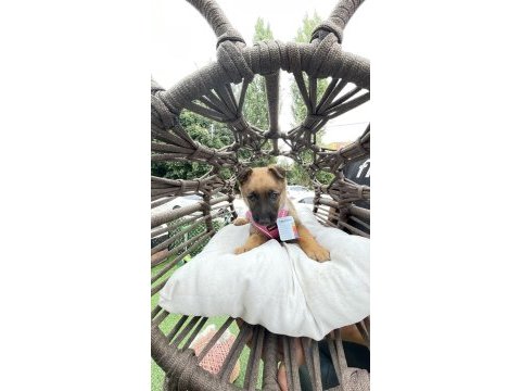 2.5 aylık malinois tuvalet eğitimi var agrasifliği yoktur